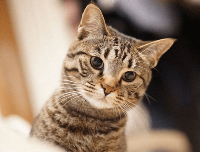 崇林杨|养狸花猫的进来看看，你真的懂狸花猫吗？