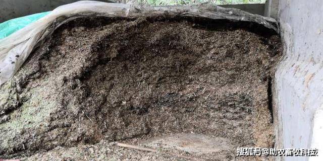 學會青貯發酵牧草秸稈飼餵肉牛效益高