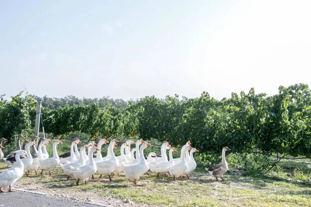 张裕摩|观万亩葡萄长廊,赏贺兰山下酒庄!