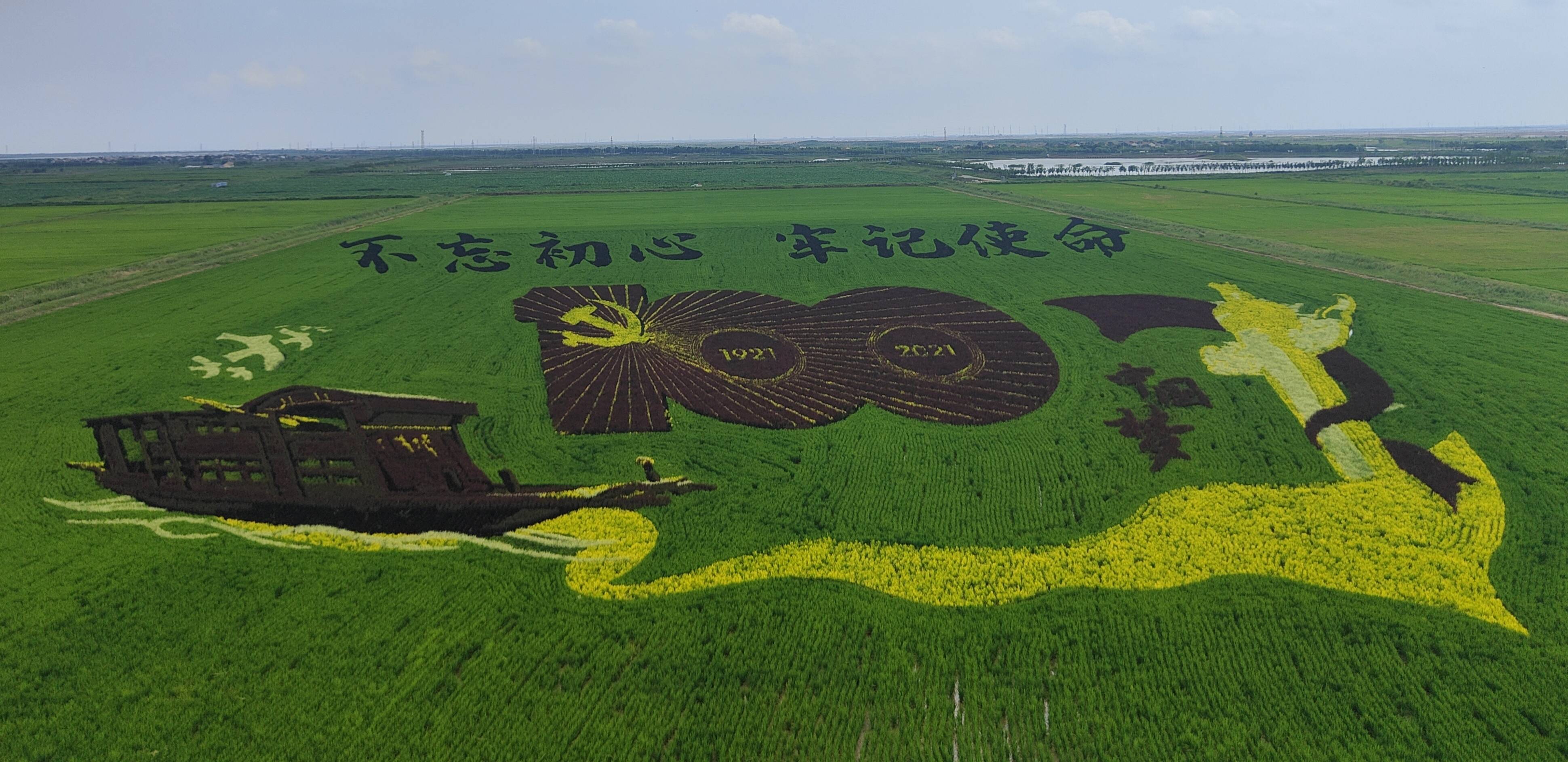 芦花新闻｜田为画板稻为笔——东营百亩稻田画这样绘出来