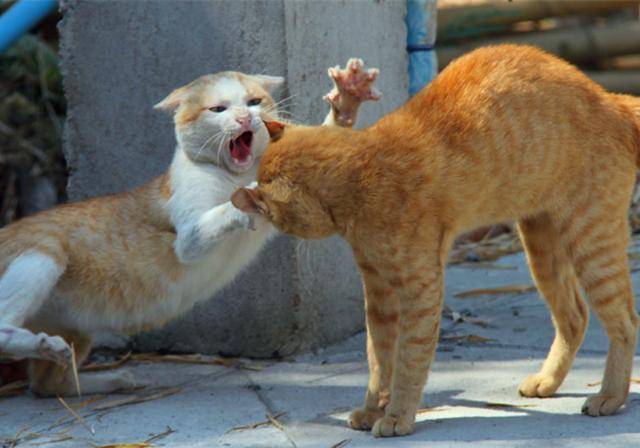 为什么几只猫生活在一起,总是打架?原因很简单