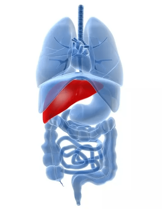 变异|广药三院丨85%的原发性肝癌因它引起