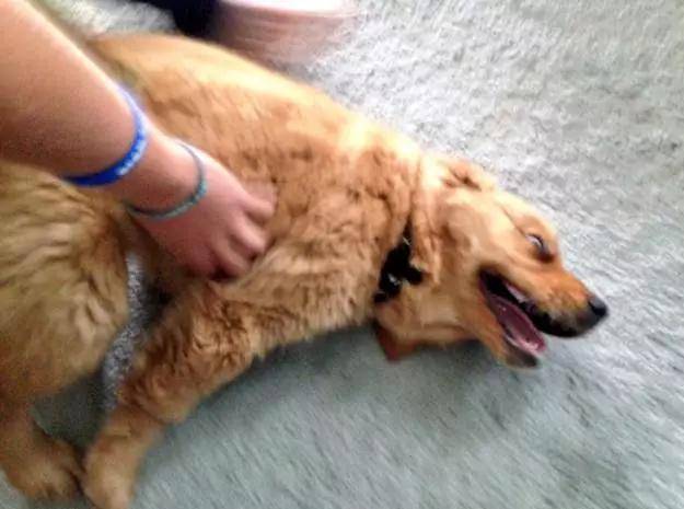 这么摸狗狗才最舒服看过才发现原来之前自己真的摸错地方了