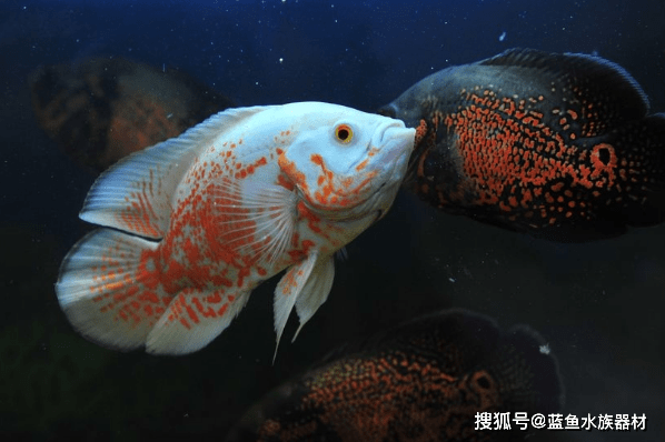 地图鱼水温多少合适 0d922f5e8d9c44bcbd7be6391b54670b.png
