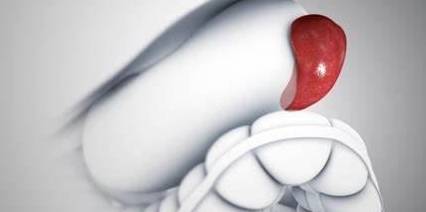 血液|体检出脾肿大,说明有肝硬化?慢性乙肝患者:欲知原因,请看此文