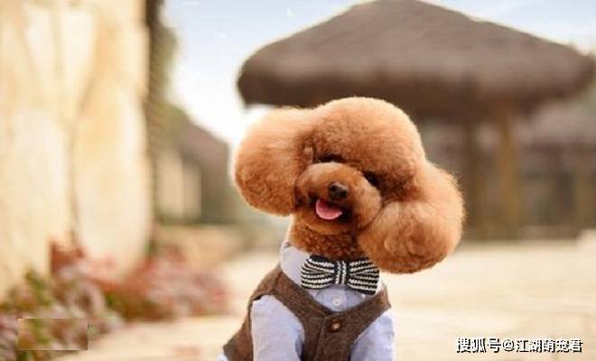 玩具|泰迪如果有下面5个表现,说明它的生活很好