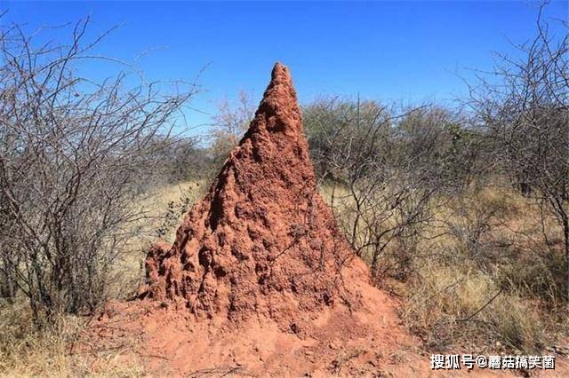 广西十万大山里，有一种蚂蚁用唾液建的蚁塔，最高6米还能当饭吃
