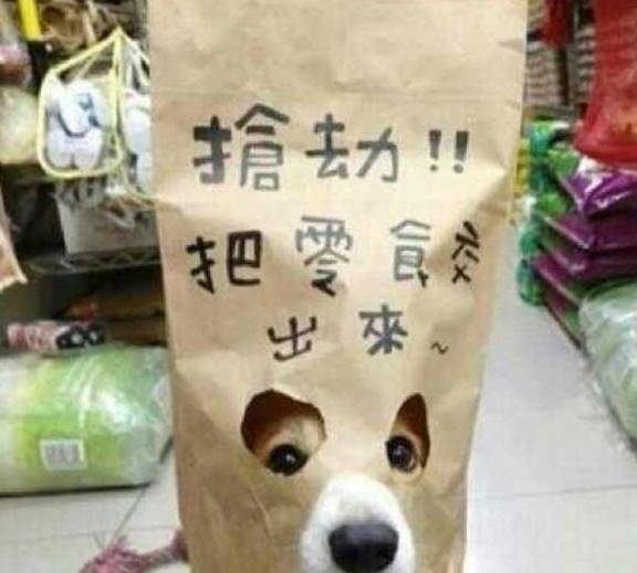 好事|狗狗每天都去店里赊账，把超市当成自己家，主人却对着账单发愁！