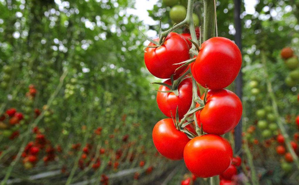 水肥一体机:温室番茄种植方式