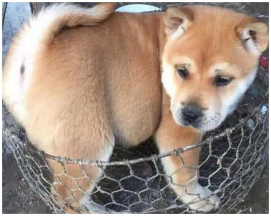 送給表妹一隻田園犬, 一個月後去她家串門, 進門一看直接懵了 萌趣萌寵 第1张