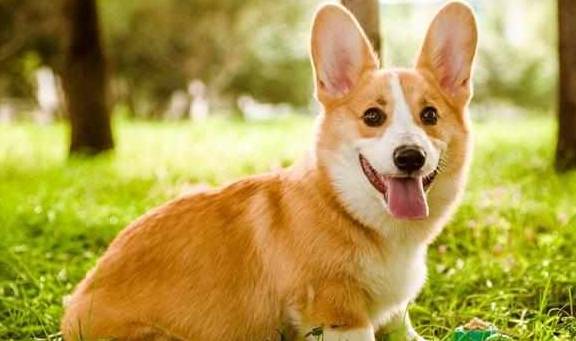 关键|商家才不会告诉你柯基犬纯不纯，关键看这5点，别被骗了！