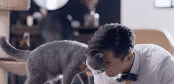 猫咪心野偷溜出门 却被女主人逮了个正着 喵 是谁掐住了我脖颈 活动