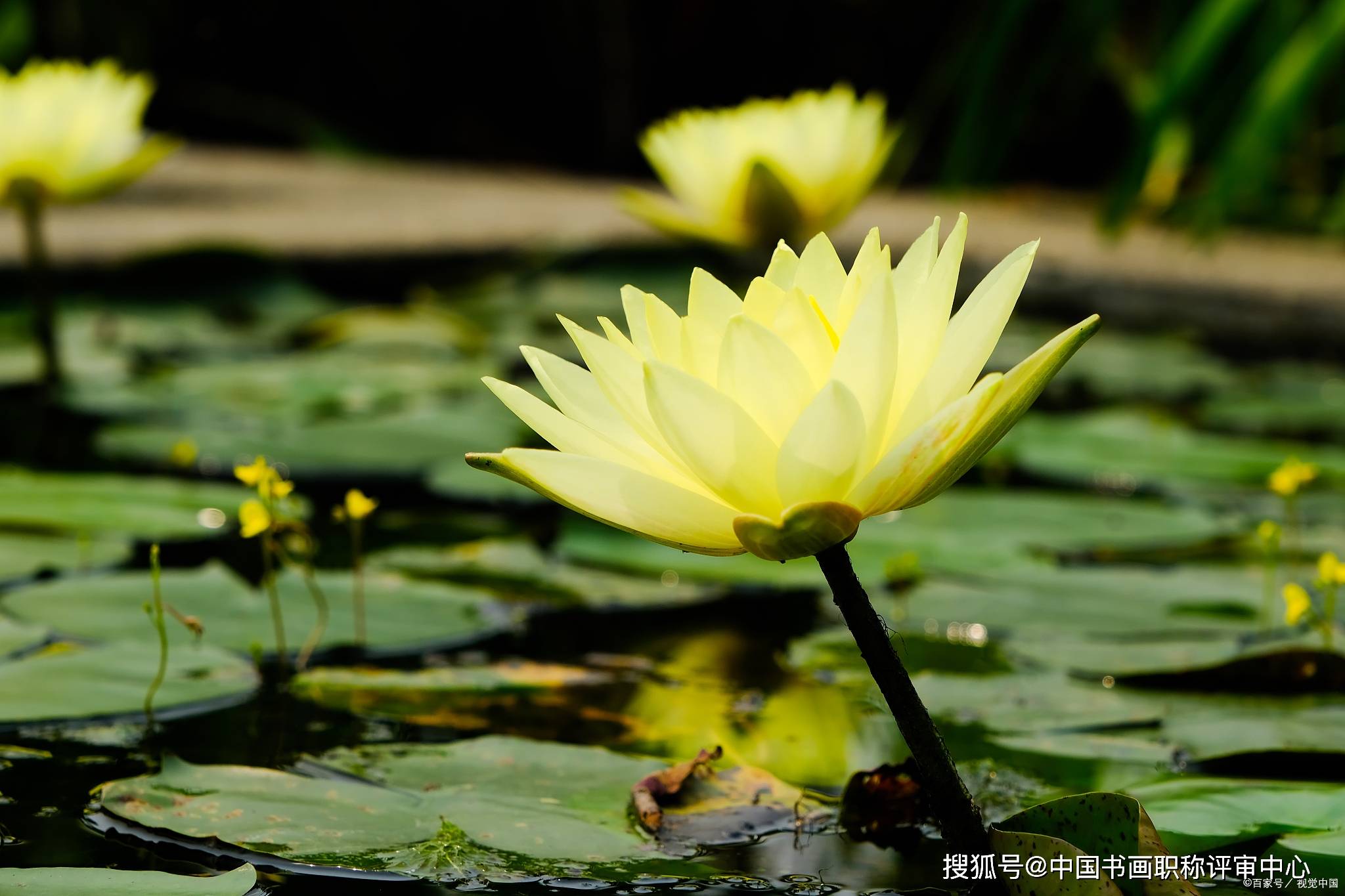 侯树辰|王 莲-侯树辰诗选