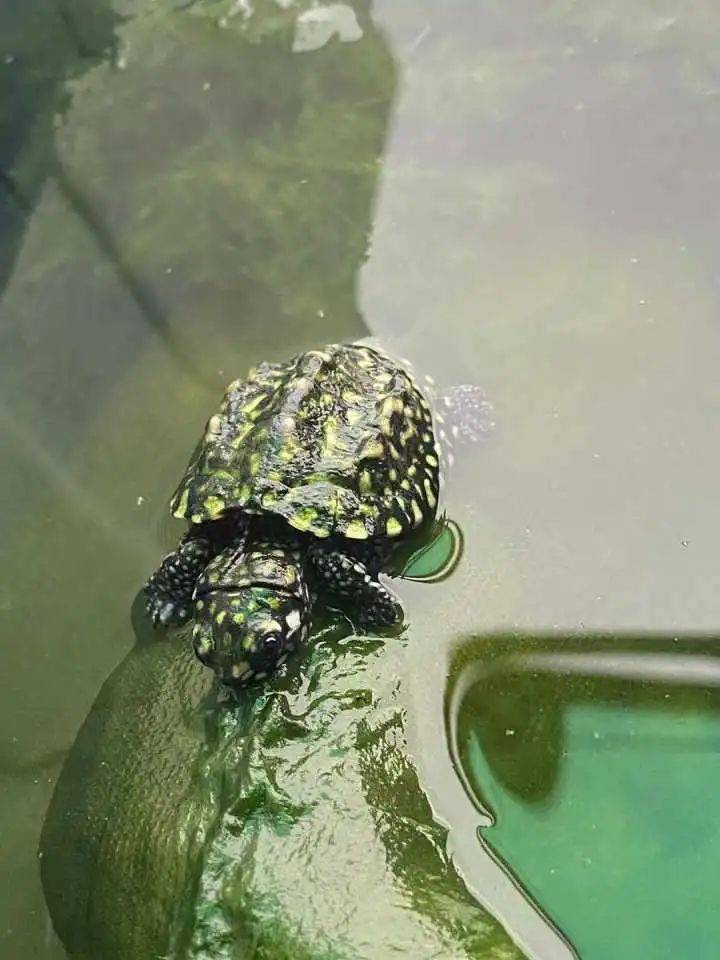 从7楼跳下去了!万幸居然没事_龟龟