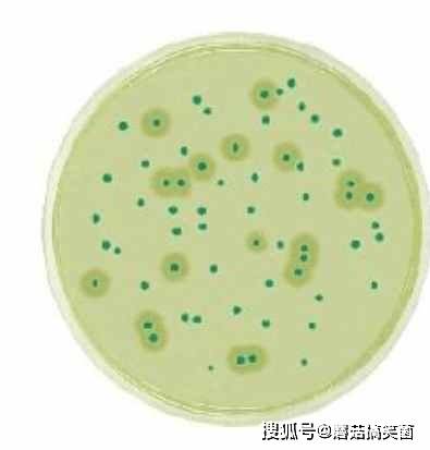 什么是动物源性蛋白 f658a49564c24113bc87db5137b3a564.jpeg