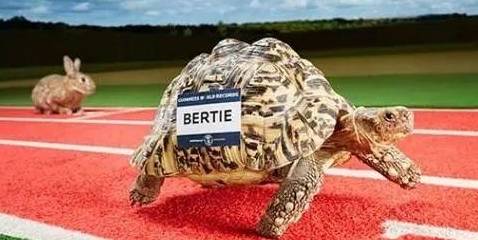 乌龟为什么不会爬了 07fedd0648524d34b30503d2f3daa8fe.jpeg