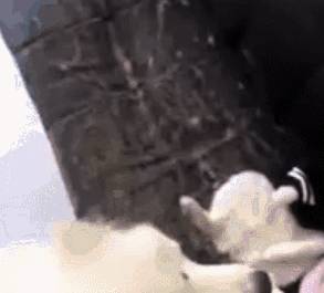 模式|金毛睡沙发上,萨摩耶不小心将它弄醒,随后萨摩求饶直到献上零食