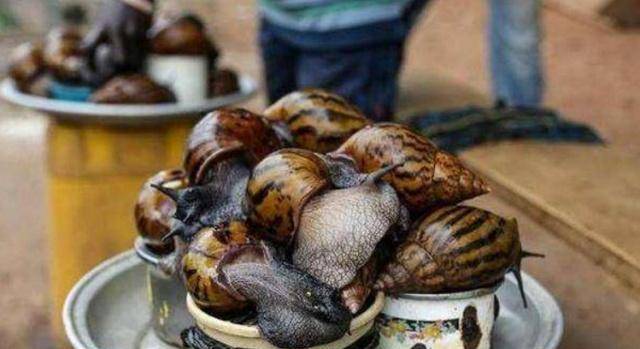 非洲最“绝望”的蜗牛，一年要吃掉1000万斤，成为一日三餐的