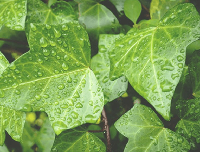 夏天|科颜氏金盏花水：多维舒缓祛痘，可远远不止新鲜金盏花瓣