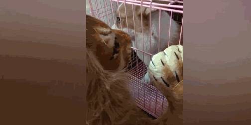 玩具|柯基越狱拆家,主人买来狮子玩具,柯基被玩具治得服服帖帖……