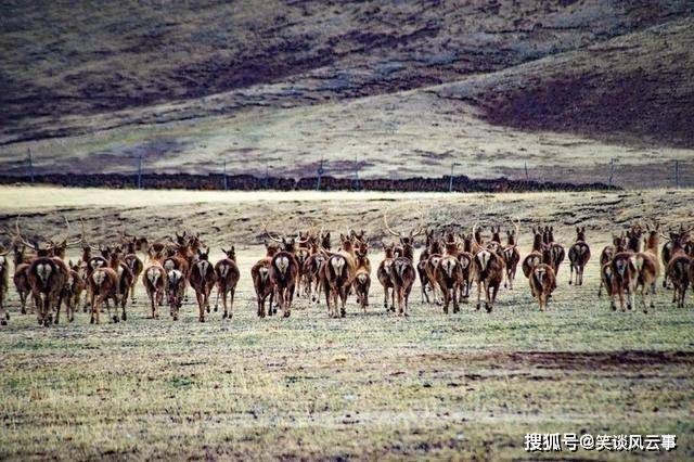 200头白臀鹿现身色达，不急着吃草反而去吃土，还敢与猞猁搏斗