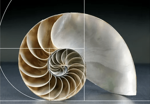 从艺术的角度看,它的壳隐藏着斐波拉契数列和黄金分割,意大利的超豪华