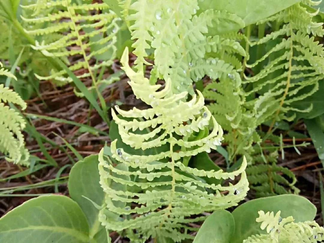 北海湿地生物多样性科普鳞片沼泽蕨