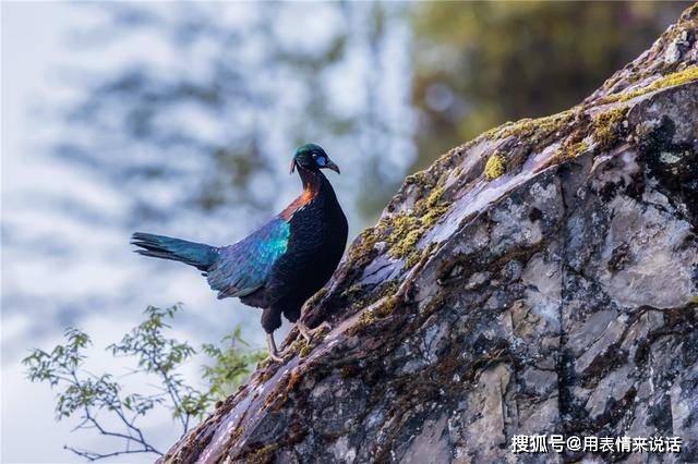 原創四川巴朗山出現一鷹雞綠頭綠翅膀綠尾巴喜歡吃川貝母等中草藥