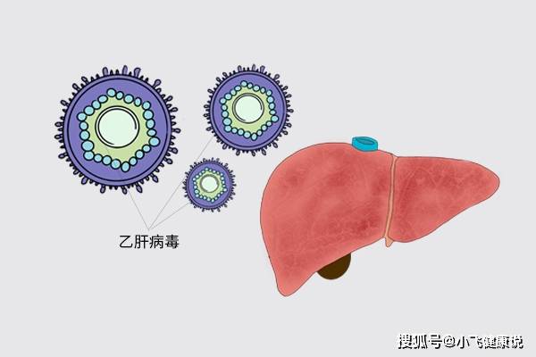 肝脏|从乙肝到肝纤维化,身体是会有“提醒”的,及时发现,或可阻止