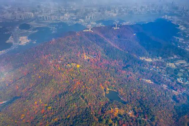 图片|航拍长沙岳麓山秋色    图虫创意