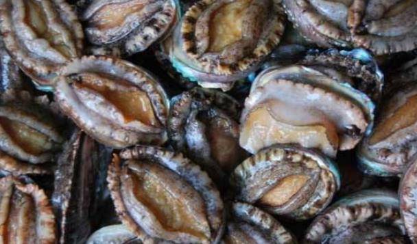 品种最好的鲍鱼 0e003c1536344cc089dc9ce676a8aeaf.jpeg