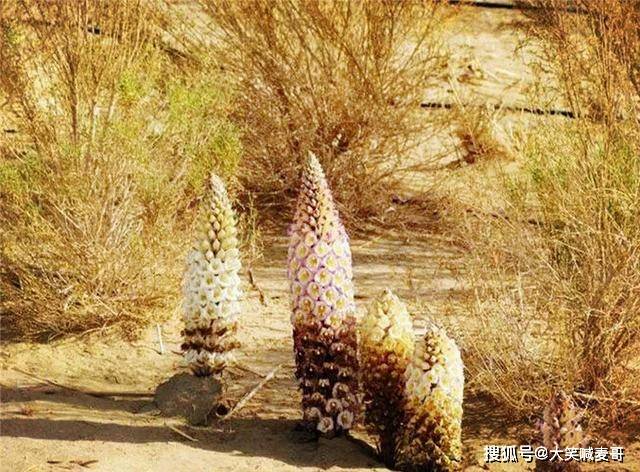 新疆沙漠有种昂贵的植物，开花像一座小宝塔，寄生在红柳根部