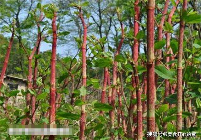 因为|它在国内的名气很大，国外却臭名昭著，80后把它当做零食来吃
