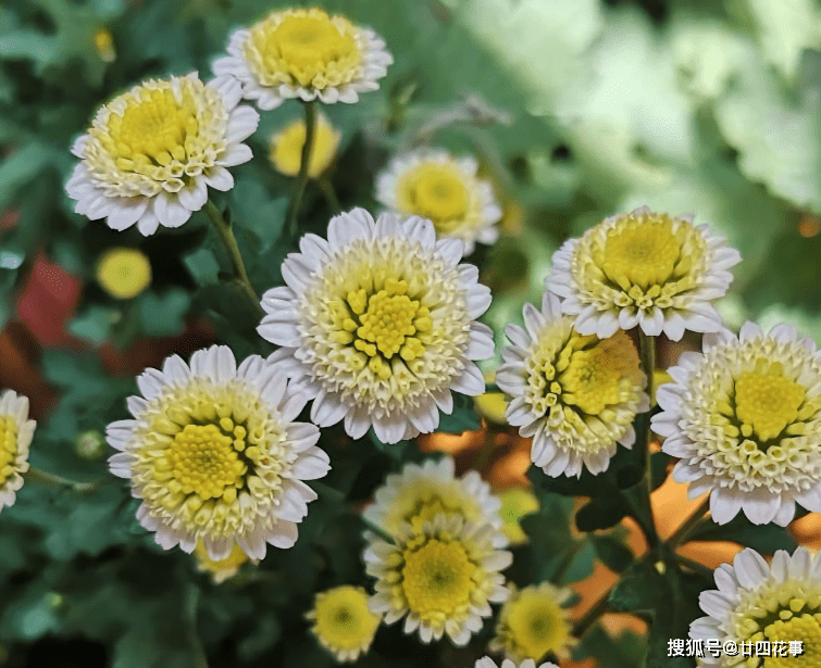 桂花|家有小院，就养7种“耐寒花”，从秋到春不寂寥，冬天也有花看