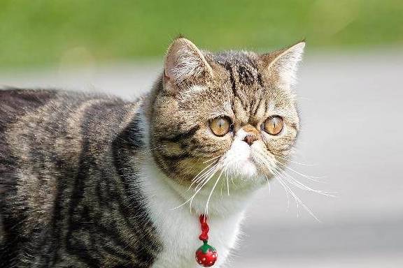 异国|加菲猫傻傻惹人爱？异国短毛猫了解一下？