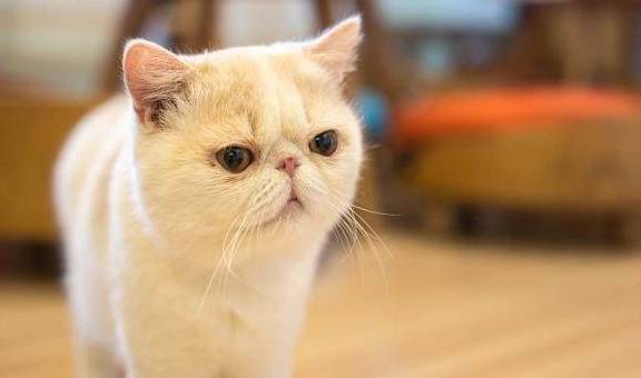 异国|加菲猫傻傻惹人爱？异国短毛猫了解一下？