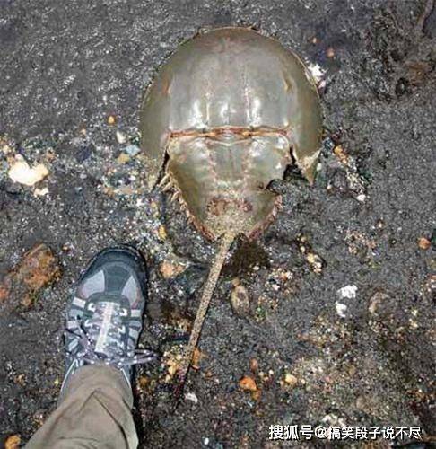 蓝色血液的鲎能吃吗 923f8ae8bd744f5abab5b11c20e6b7fd.jpeg