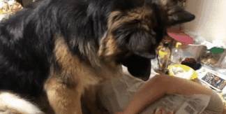 意思|德牧闯进卧室不吭声，盯着床头柜不走，女主明白后笑翻了