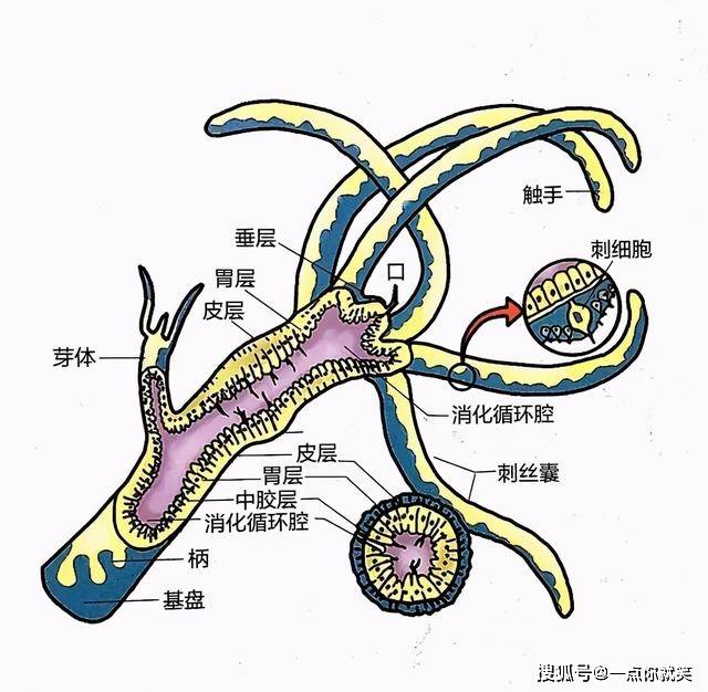 腔肠动物,它们在生长过程中能吸收海水中的钙和二氧化碳,然后分泌出