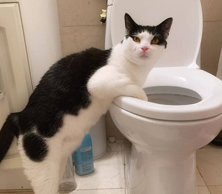 猫咪怎么才会学会说话 70ff416290b14926bca00933b8473b61.jpeg