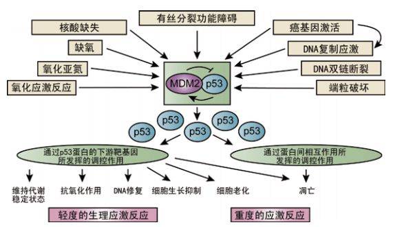 因為中波紫外線可以激活皮膚細胞中的p53基因,從而觸發皮膚-腦-性腺軸