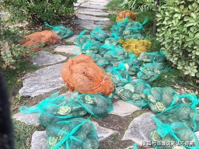 乌龟为什么不宜惹 e075b91cc516493bb1d38e7692e5c97e.jpeg