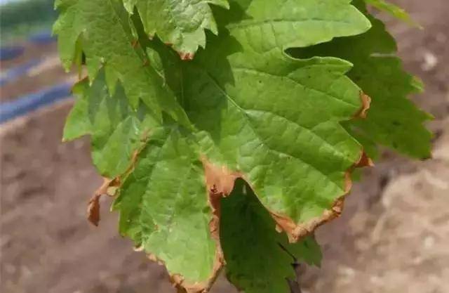 葡萄叶片发黄最全解释!一定要找准原因然后对症下药