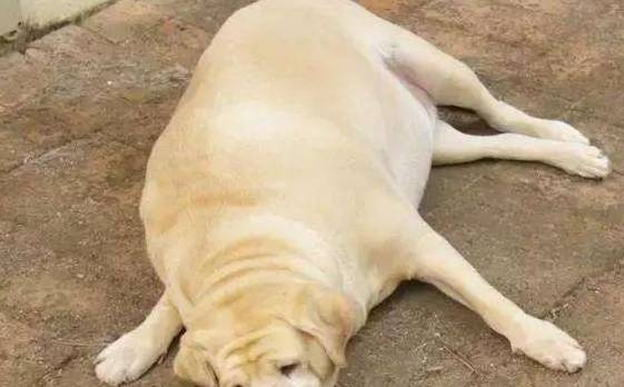 因为|最会“气人”的7种狗,养了之后,把我的耐心都磨光了!