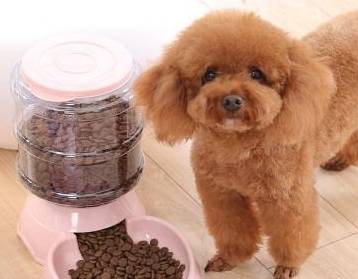 因为|最会“气人”的7种狗,养了之后,把我的耐心都磨光了!