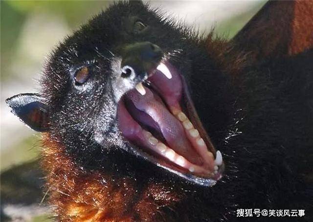 吕宋岛生活着一种“怪鸟”，头像狐狸身形似猫，翼展却有1.7米长