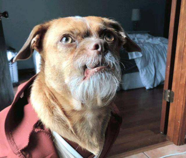 8岁老狗因"胡子"多次被丢,幸好小哥不嫌弃,养一年却意外走红