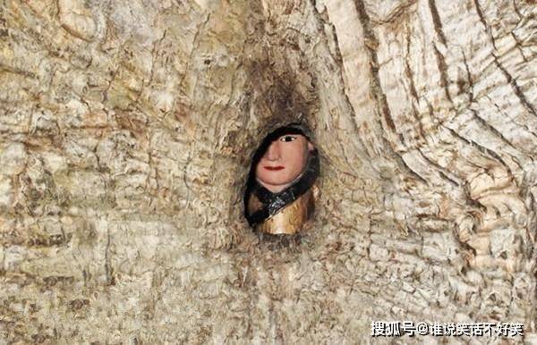 福建有棵1021岁古樟树，巴掌大的树洞内，藏着一尊小孩高的佛像