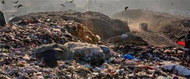 印度垃圾场养活着拾荒者和鸟，为何他们宁愿捡垃圾也不愿意吃它们