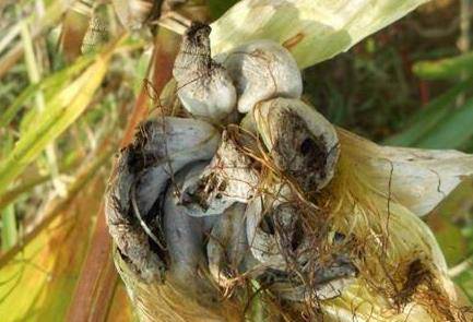 美食|农村玉米地“老毒物”,以前都当是祸害,如今成了高级美食!